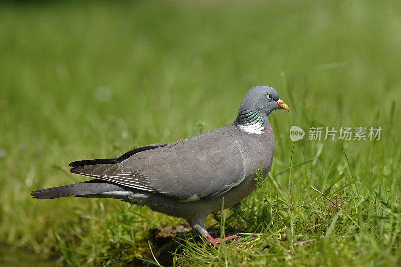 木鸽(Columba palumbus)